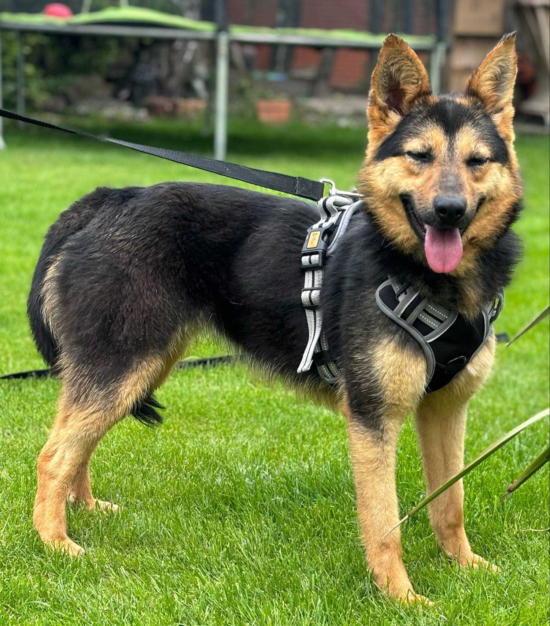 Przepiękna sunia w typie owczarka niemieckiego adoptuj!