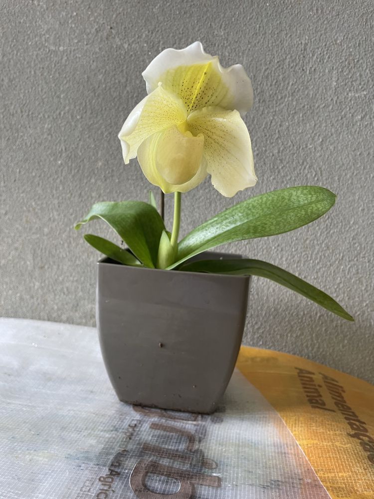 Orquidea sapatao branco