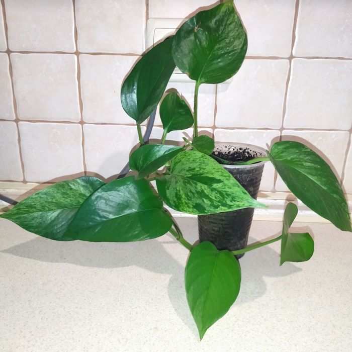 Марбл Квин,Эпипремнум золотистый