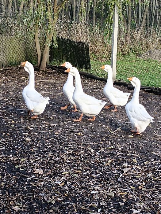 Gęsi garbonosy mł.