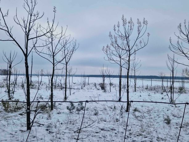 Działka rolna z Plantacją Drzew Tlenowych na sprzedaż !!!