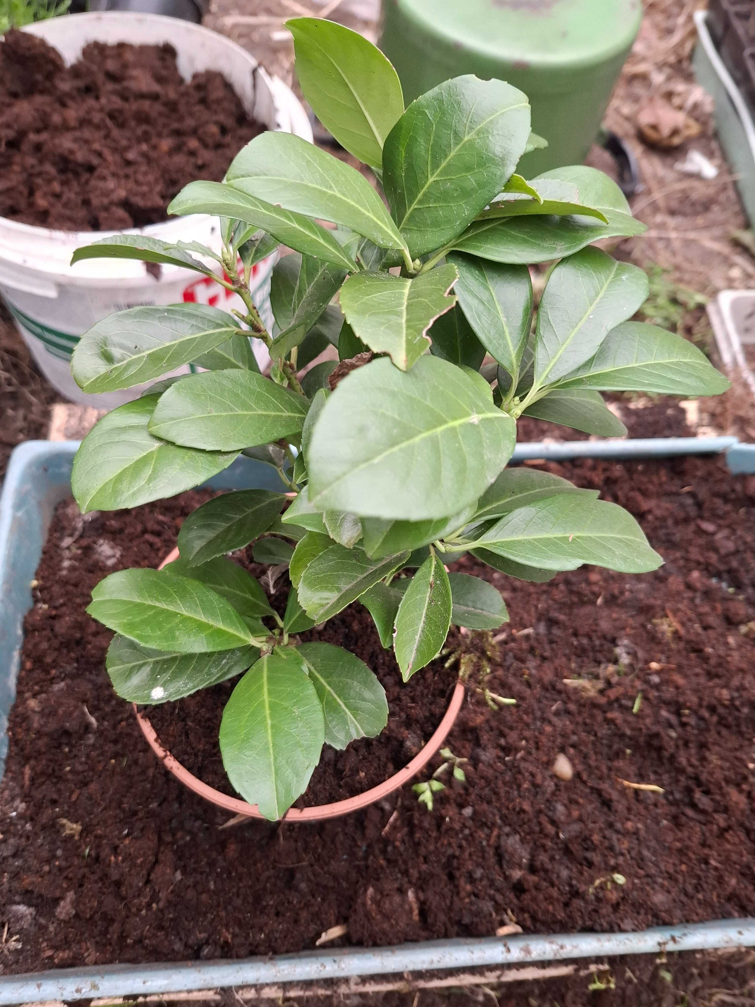 Funkia, Hosta różne rodzaje, hortensja ogrodowa i bukietowa.
