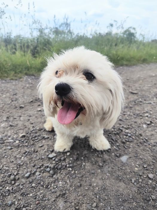 Reproduktor maltańczyk