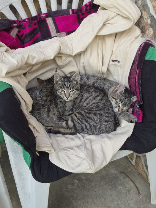 Пухнасте щастя шукає родину!