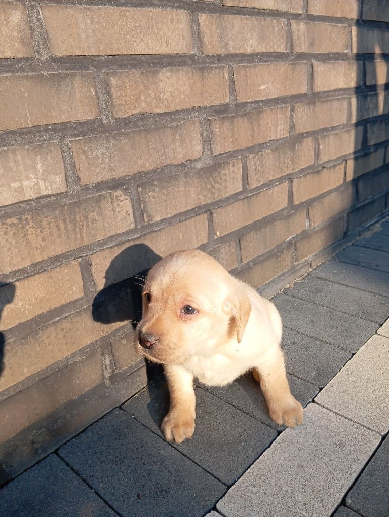 Labrador retriever szczeniak z rodowodem