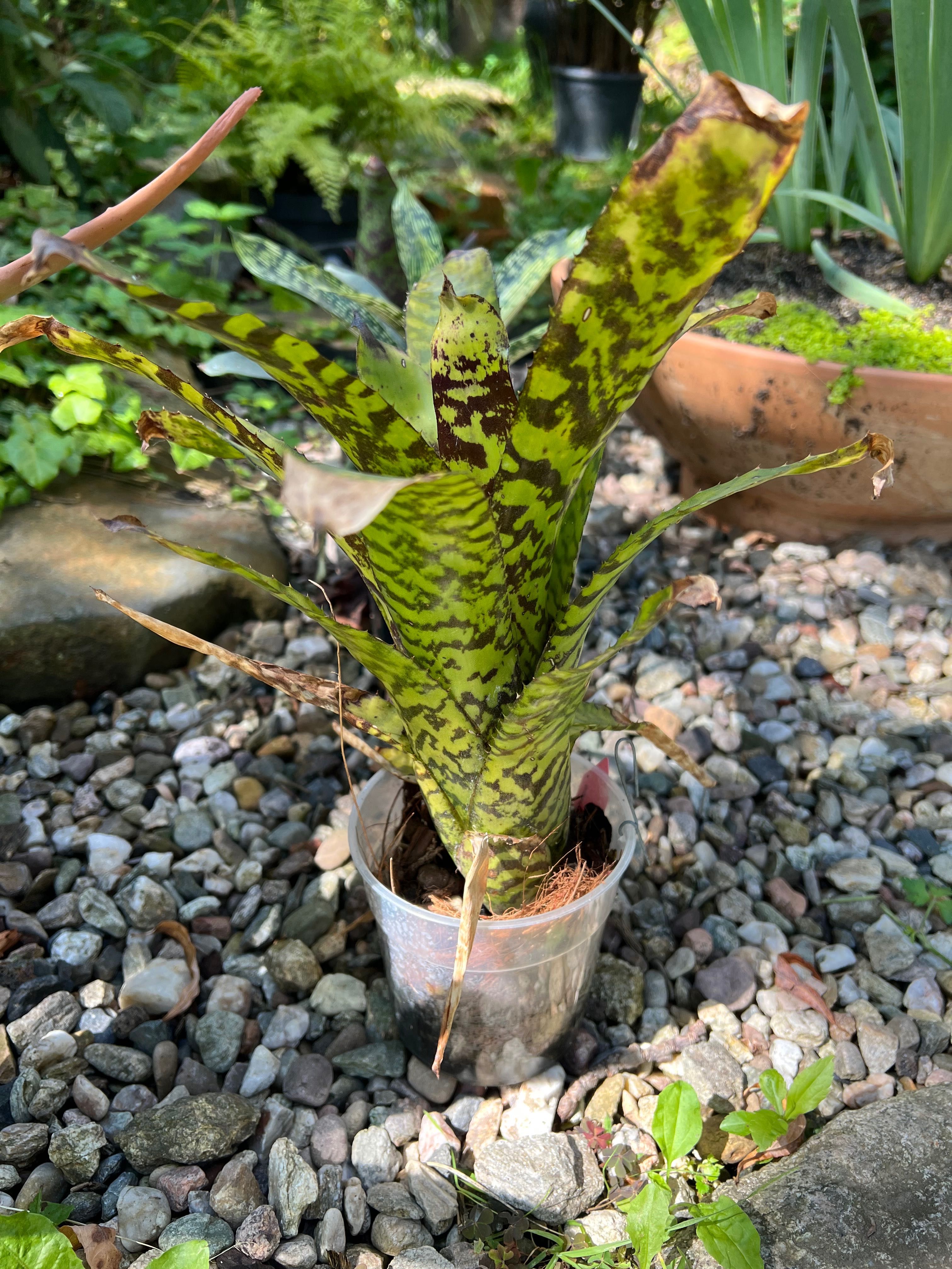 Neoregelia bromelia tillandsia
