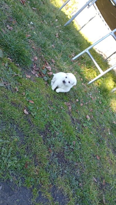 Oddam pieska w dobre ręce