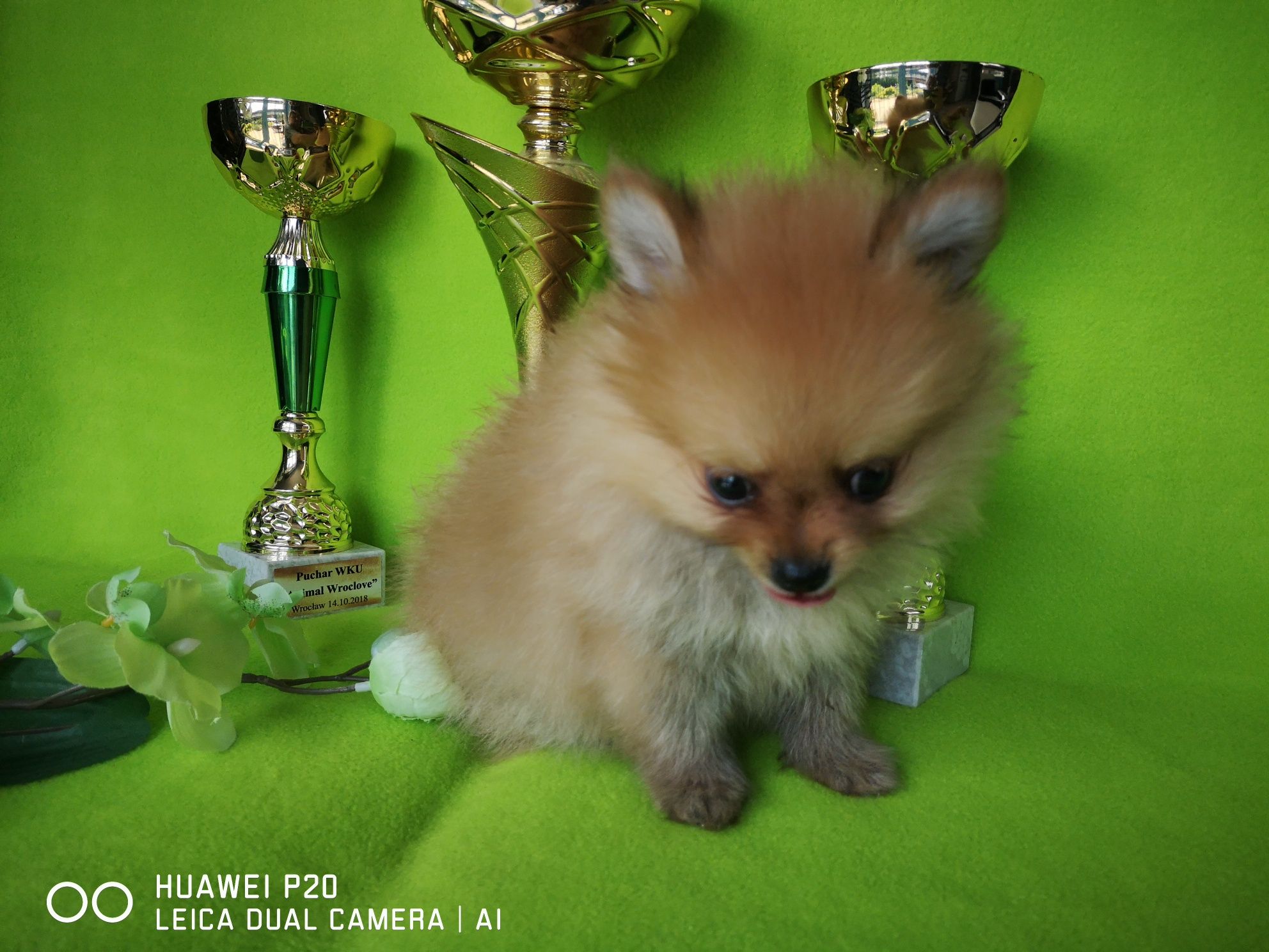 Szpic miniaturowy pomeranian z rodowodem