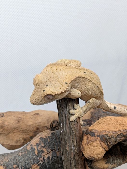 Gekon orzęsiony nsex