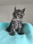 Kocur Maine Coon czarny dymny - rodowód FPL