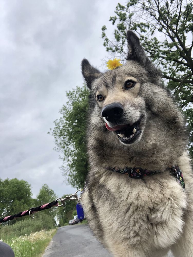 Łagodny i wesoły w typ husky do adopcji