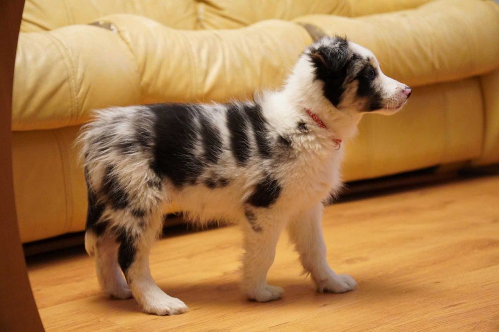 Border Collie blue merle piesek