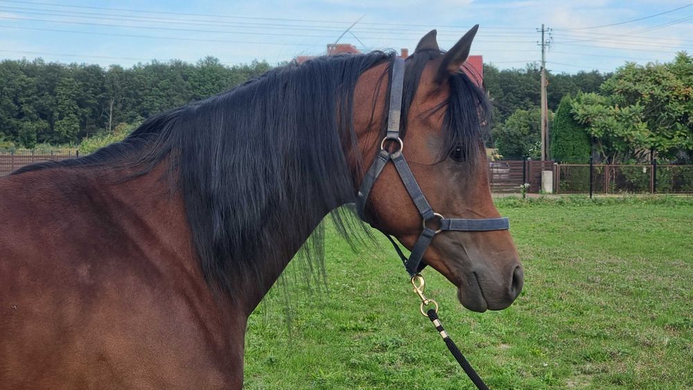 Wyjątkowy ogier arabski -  wnuk multichampiona Marajja