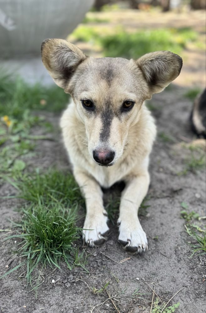 Biała w typie corgi wciąż szuka domu!