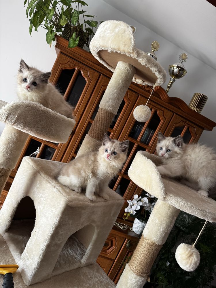 Kotka Ragdoll bicolor