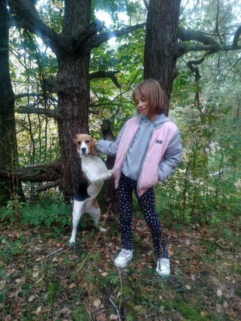 Щенята Бігля  7 штук, відео скину на вайбер 
Фото тата на останньому ф