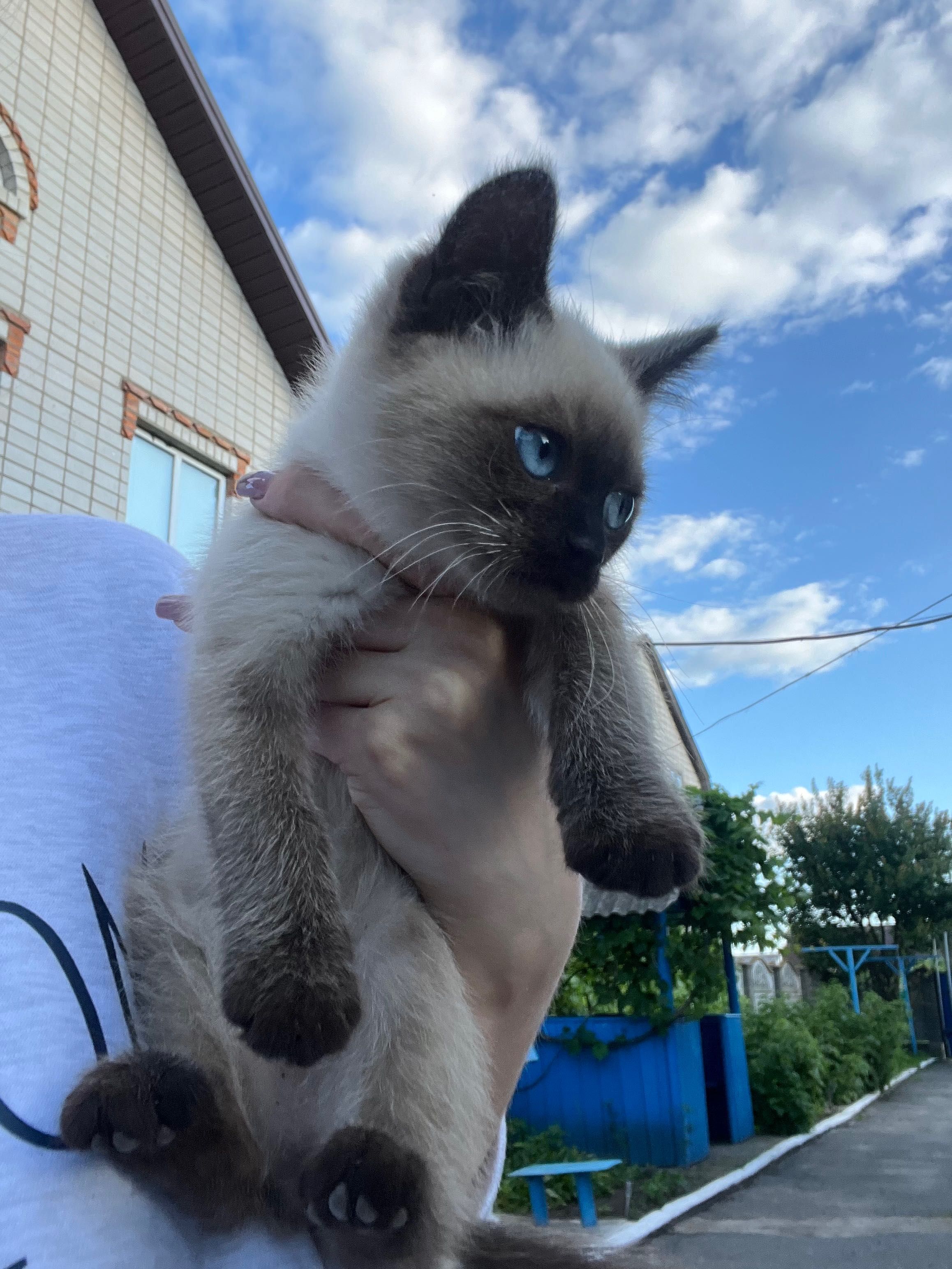 Кошенята у добрі руки!