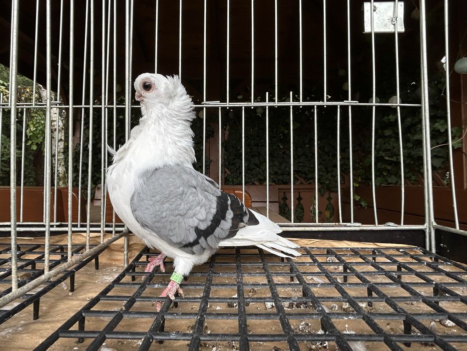 Gołębie ozdobne. Mewka pooska samiczka 2025r