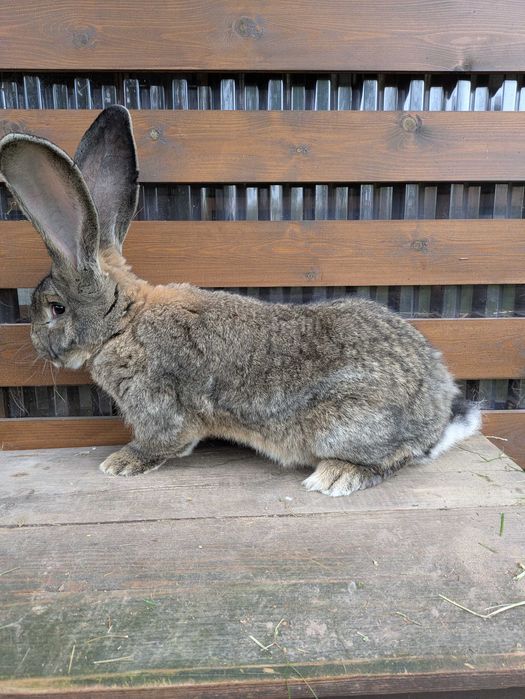 Belgijski olbrzym szary