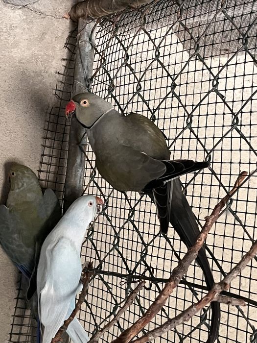 Casal de Ring Necks reprodurores