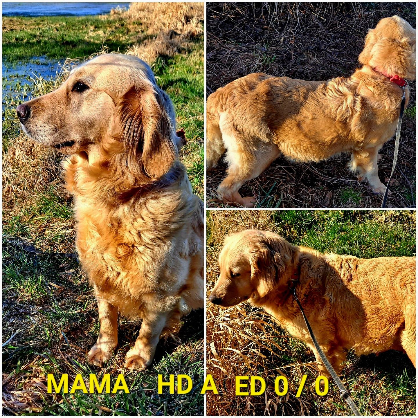 Conor 7 m-cy  mocnej budowy Golden Retriever  rodzice BEZ DYSPLAZJI