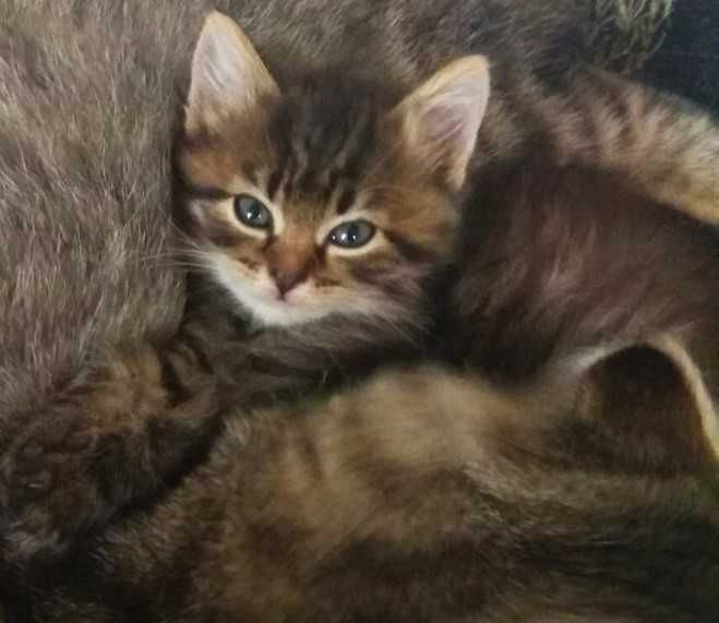 Красиві кошенята в добрі руки. Котята безкоштовно