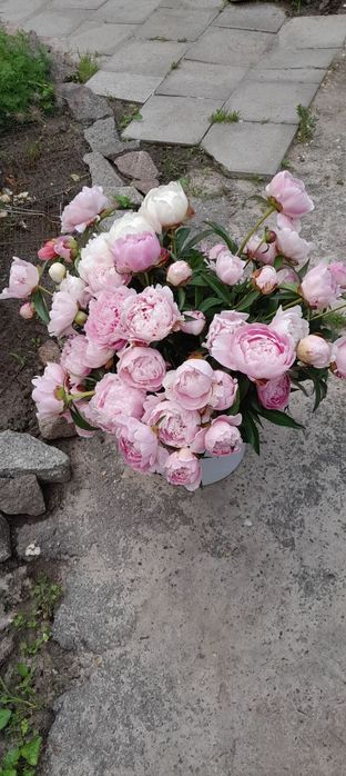 Пионы півонія Сара Бернард саженцы пионы піони саджанці сортові