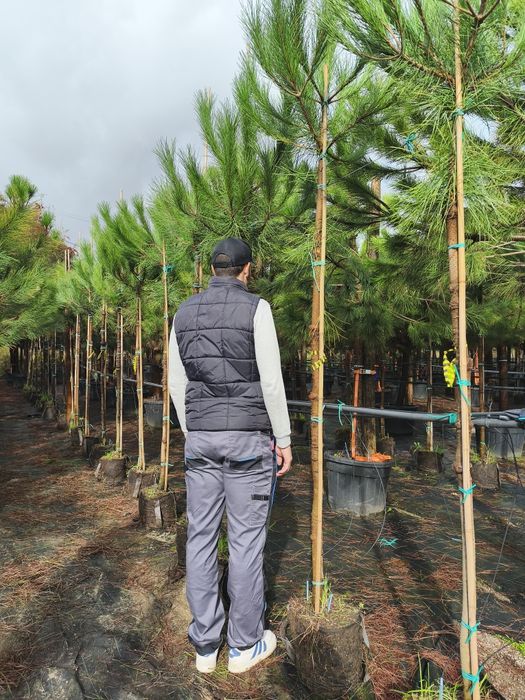 Pinheiro Manso e outras árvores
