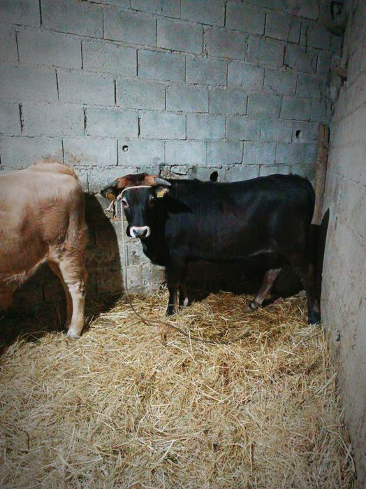 Vitela maronesa de qualidade