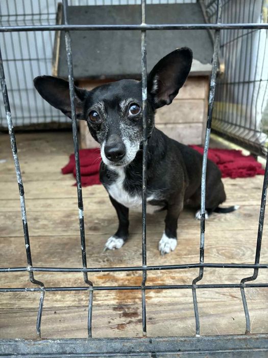 Suczka ok 4-5 letnia do adopcji za darmo