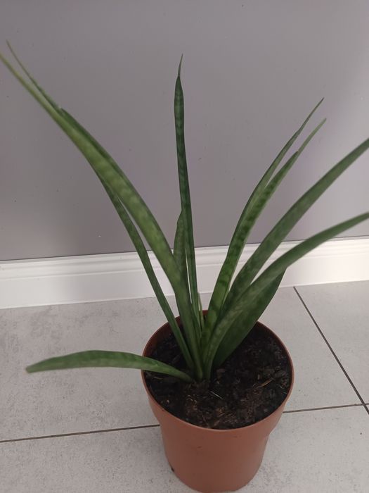 Sansewieria kirkii