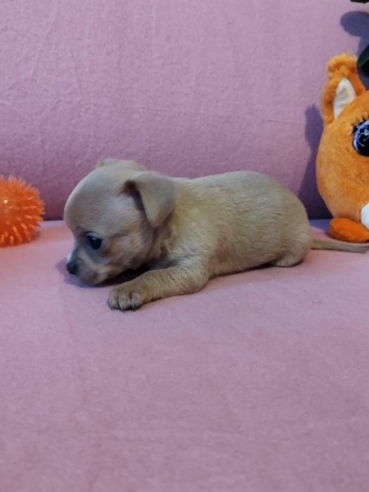 Chihuahua piesek Lilac