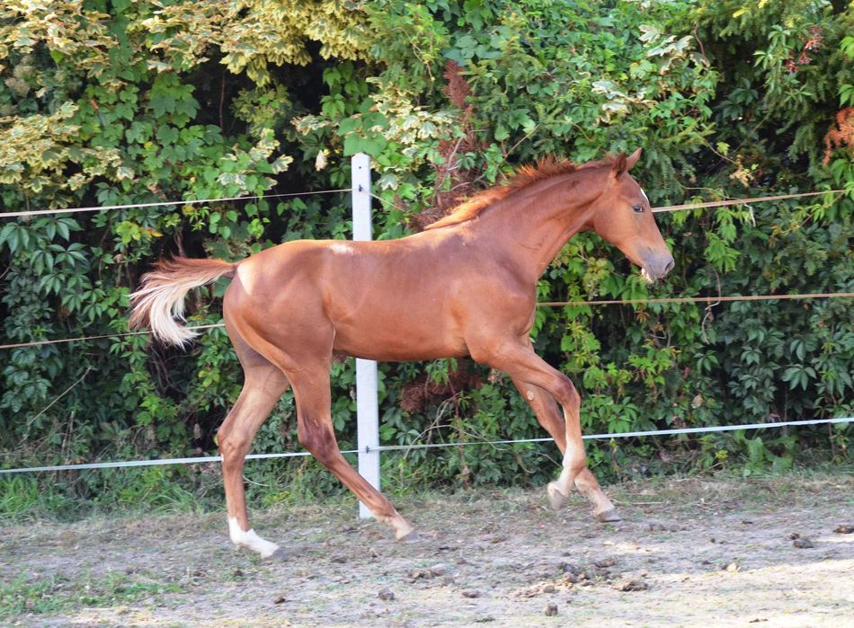 Odsadek ogierek po Vincento des Forets
