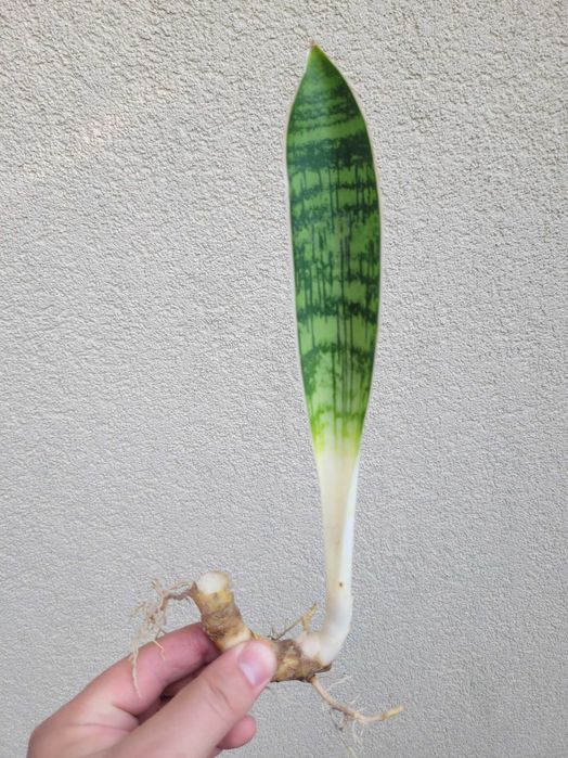 Sansevieria Cleopatra