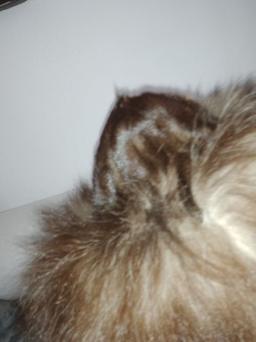 Czapka z lisa naturalnego