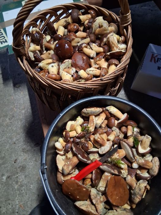 Podgrzybki świeże dzisiaj zbierane do suszenia.