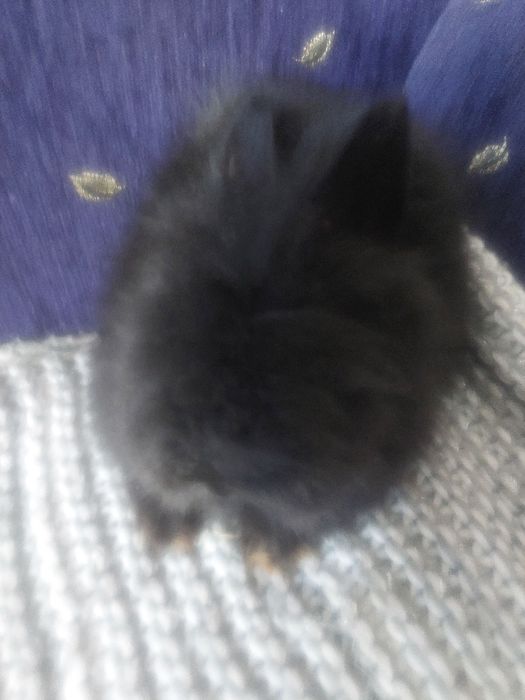 Karzełek teddy królik miniaturka