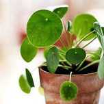 Pilea Pieniążek Monstera duza szczepka