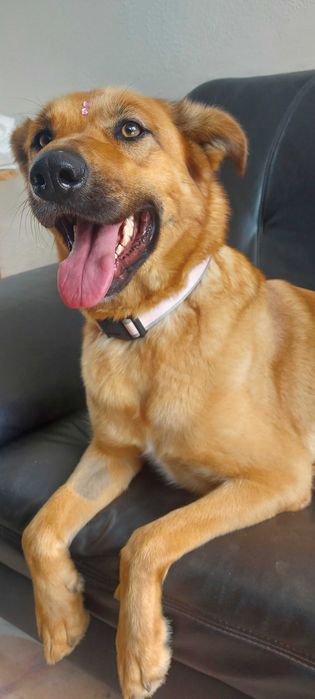 Layla para adoção muito responsável