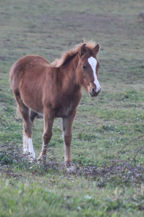 garanhao de quase 3,5 anos