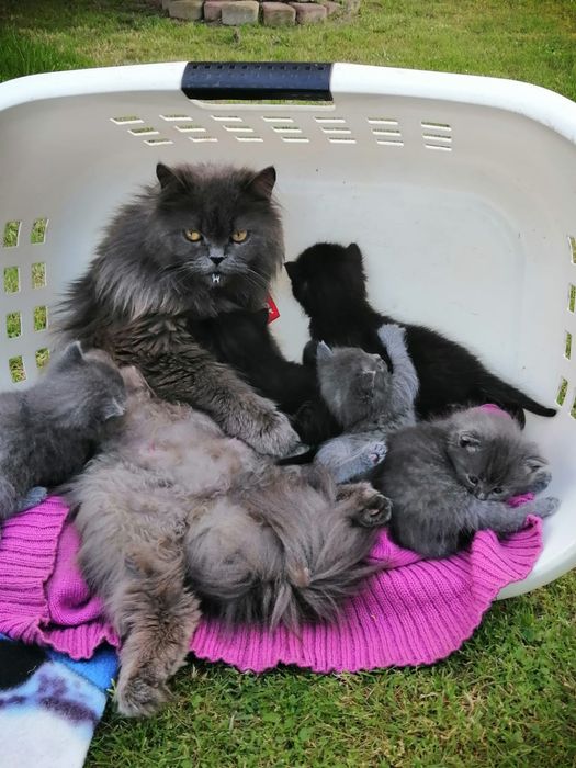 Kotki perskie siwe i czarne