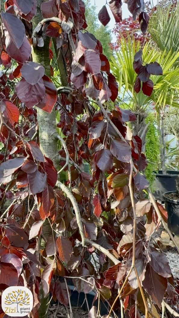 Fagus sylvatica Purple Fountain, Buk pospolity, obwód 20-24cm, 4,5-5m