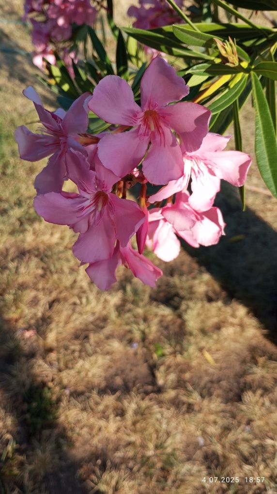 Oleander duży kwitnący