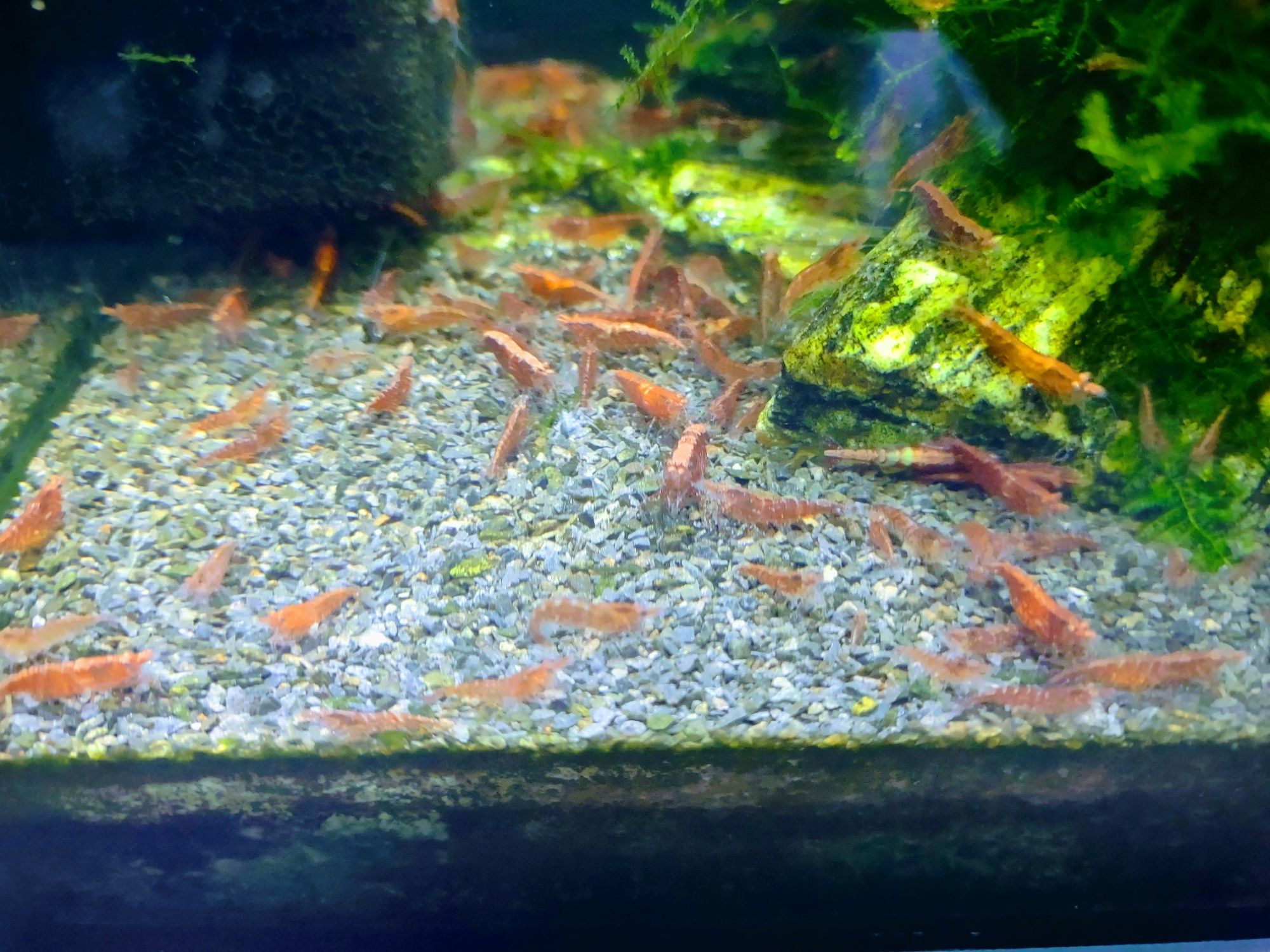 Krewetki Red Cherry