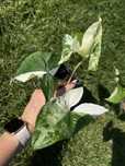 Syngonium variegata/ emerald gem