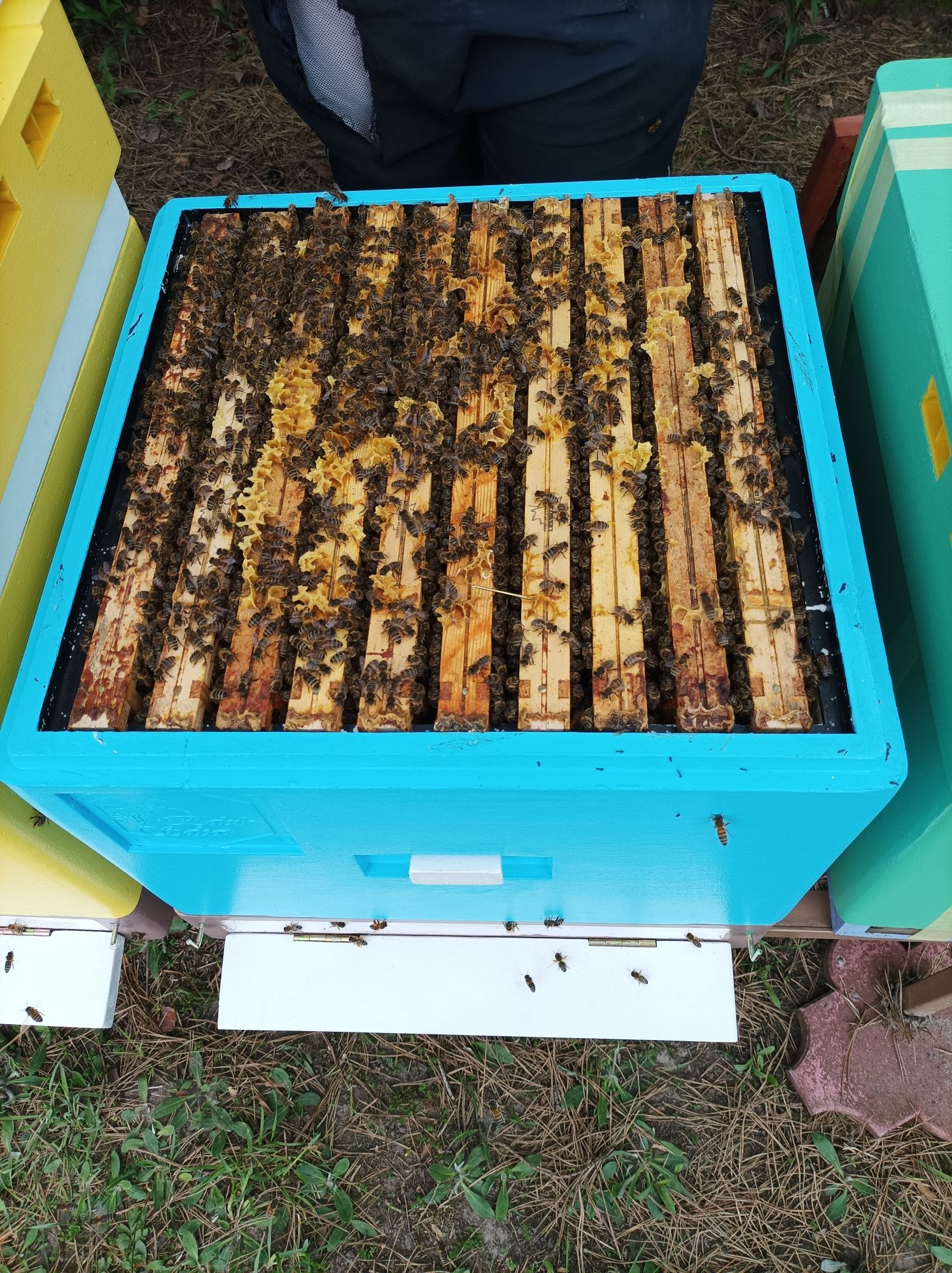 Pszczoły, rodziny pszczele, odkłady, ramka wielkopolska