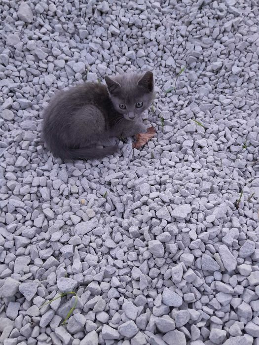 Віддам в добрі руки кошеня.