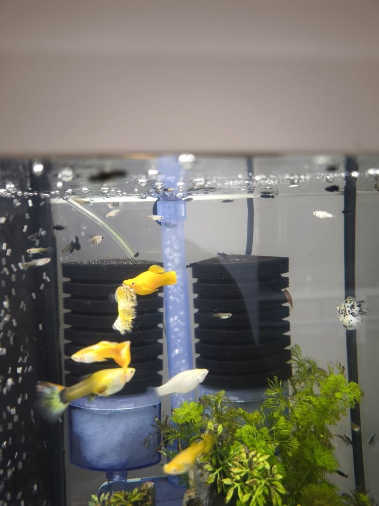 Peixes ornamentais