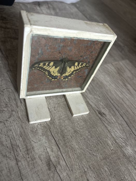 Zasuszony motyl w marmurze