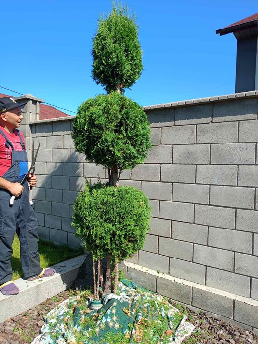 Стрижка чистка туй ялівців